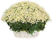 Цветочная композиция из Ромашки в корзине #REPLACE_PRED# Бурлацком